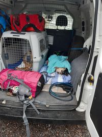 nach 8 Stunden Harzwandern darf Hund im Auto gern schlafen